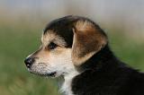 CORGI PEMBROKE 1133